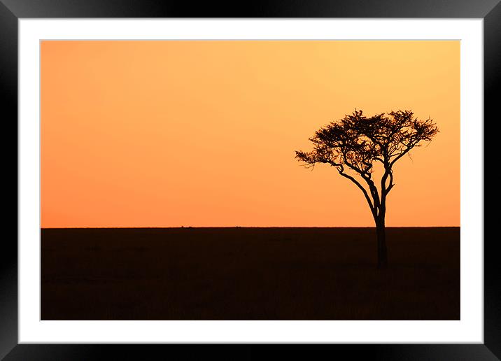 Lone Acacia Tree Framed Mounted Print by Chris Grindle