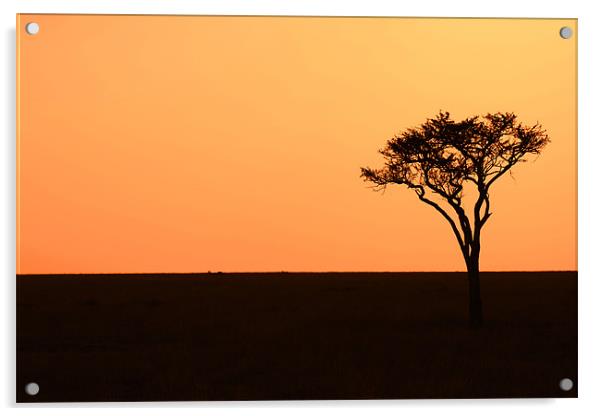 Lone Acacia Tree Acrylic by Chris Grindle