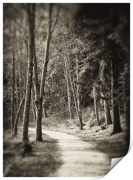 Along the Path Print by Fraser Hetherington