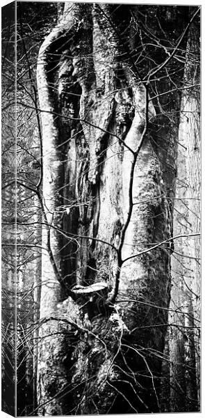 Treely Good Canvas Print by Fraser Hetherington