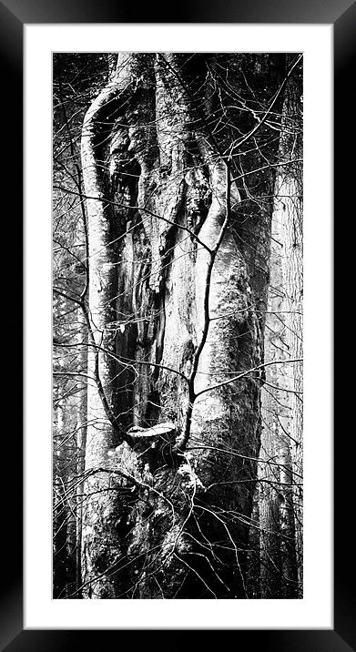 Treely Good Framed Mounted Print by Fraser Hetherington