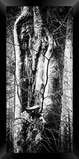 Treely Good Framed Print by Fraser Hetherington