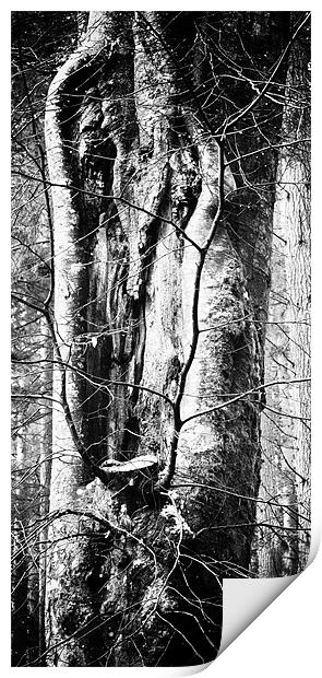 Treely Good Print by Fraser Hetherington