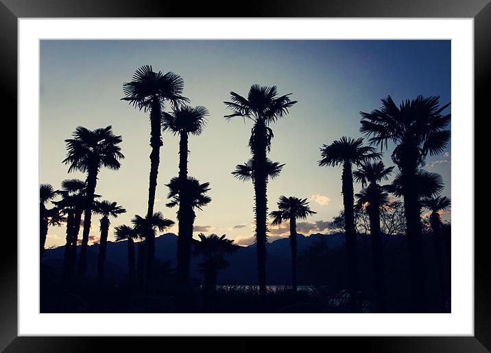 Palm Trees Framed Mounted Print by piera catalano