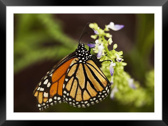 Butterfly Framed Mounted Print by Catherine Joll