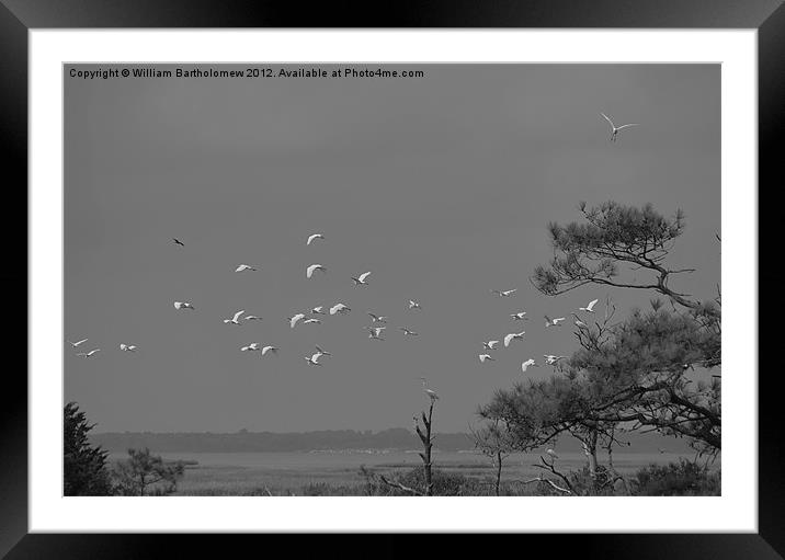 White Flock Framed Mounted Print by Beach Bum Pics