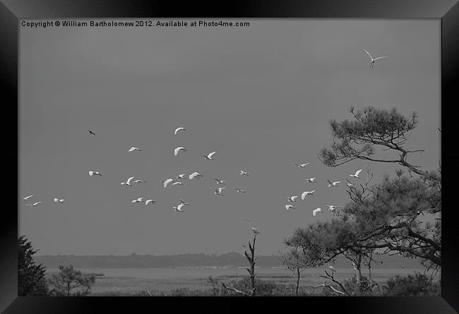 White Flock Framed Print by Beach Bum Pics