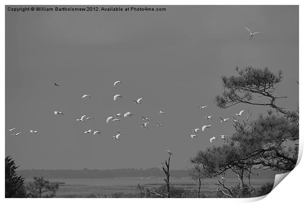 White Flock Print by Beach Bum Pics