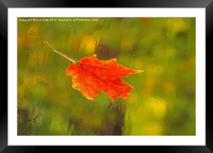 Leaf on Windshield Framed Mounted Print by Eva Kato