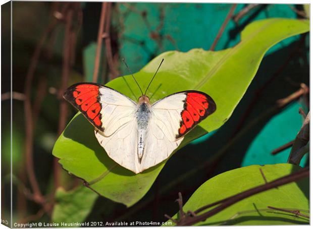 Great Orange Tip butterfly Canvas Print by Louise Heusinkveld