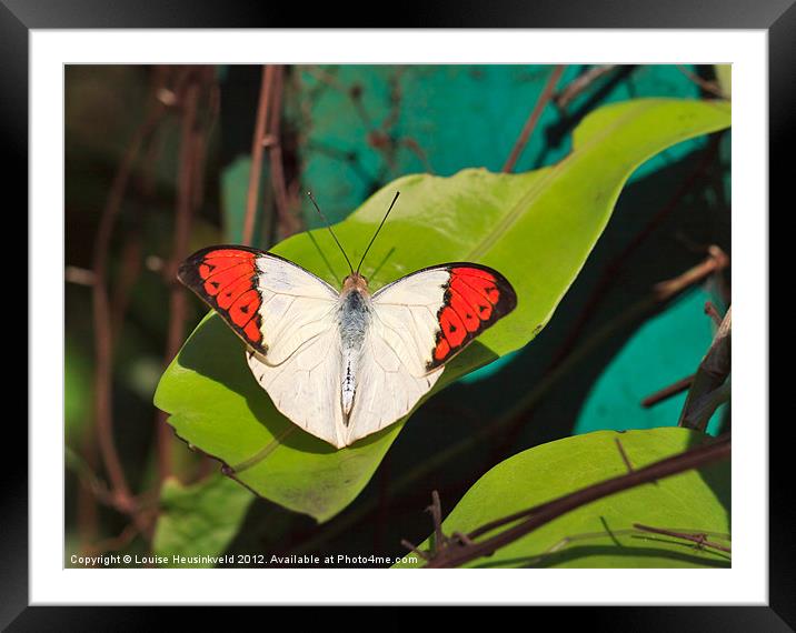 Great Orange Tip butterfly Framed Mounted Print by Louise Heusinkveld