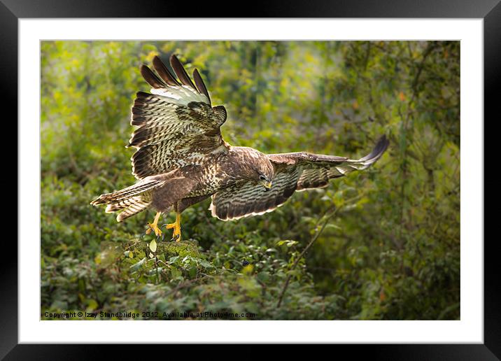 Buzzard pouncing Framed Mounted Print by Izzy Standbridge