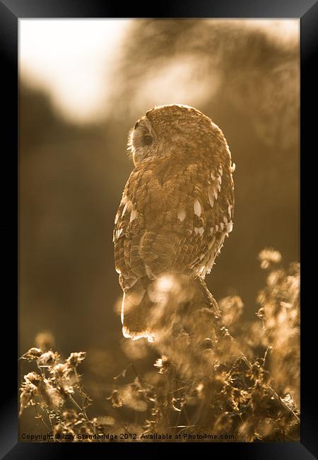 Tawny owl Framed Print by Izzy Standbridge