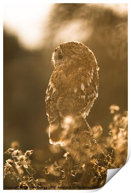 Tawny owl Print by Izzy Standbridge