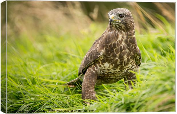 Buzzard in the grass Canvas Print by Izzy Standbridge