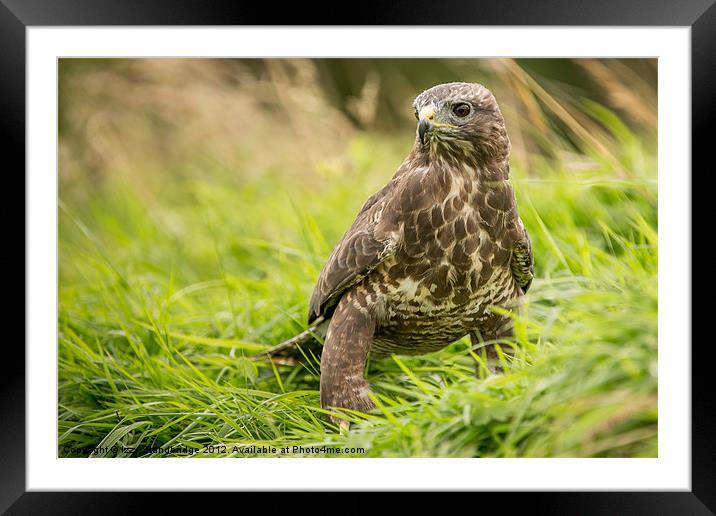 Buzzard in the grass Framed Mounted Print by Izzy Standbridge