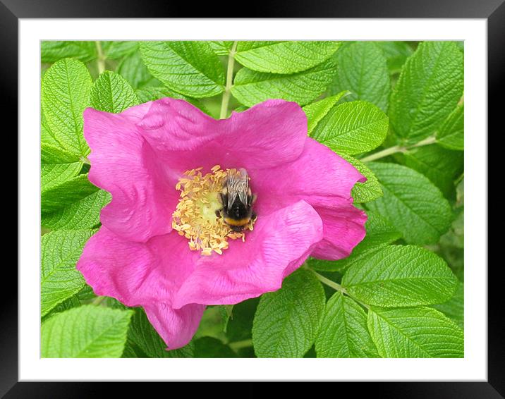 high bumble bee Framed Mounted Print by Danielle Memery 