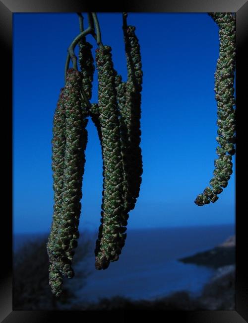 Catkins in Blue. Framed Print by Heather Goodwin