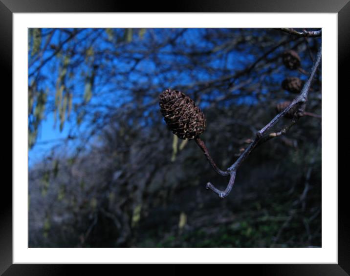 Blue Willow Bough. Framed Mounted Print by Heather Goodwin