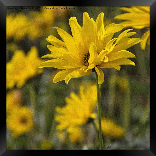 Yellow Flower with Texture Framed Print by Michelle Orai