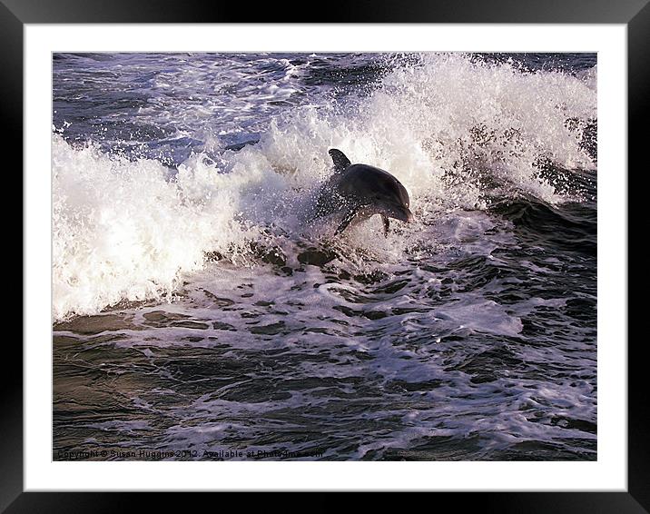 Breeching the Waves (Dolphin 1) Framed Mounted Print by Susan Medeiros