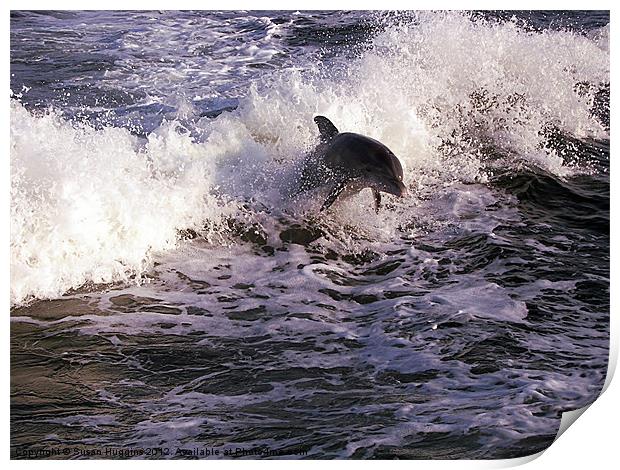Breeching the Waves (Dolphin 1) Print by Susan Medeiros