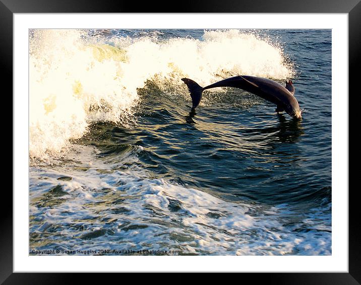 Out of the Water (dolphin2) Framed Mounted Print by Susan Medeiros