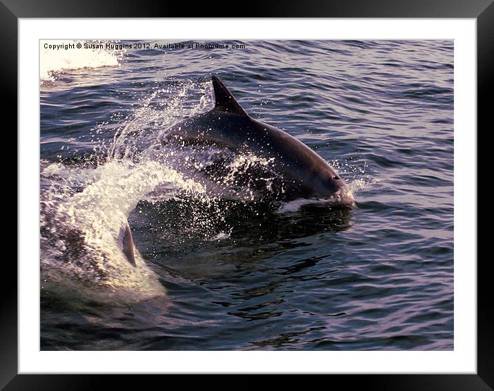 Whipping Tail (Dolphin 4) Framed Mounted Print by Susan Medeiros