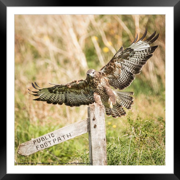 Buzzard Alights on footpath sign Framed Mounted Print by Izzy Standbridge