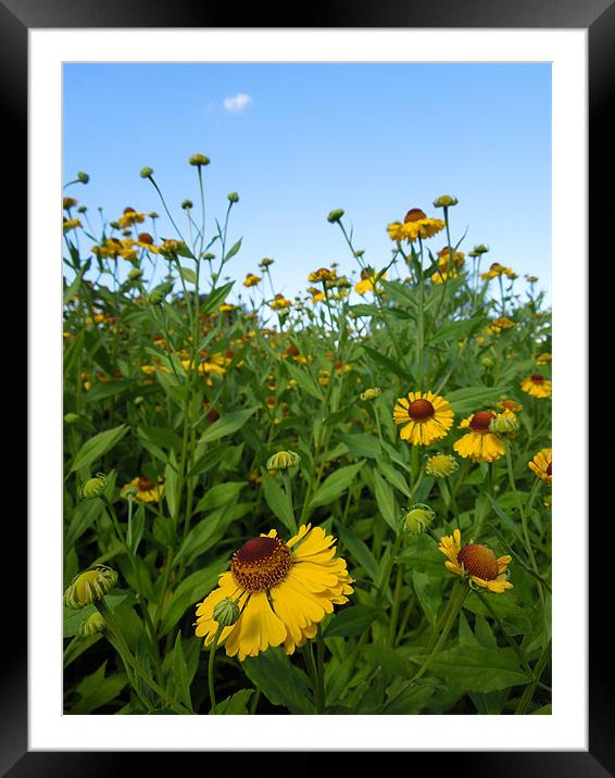 simply summer Framed Mounted Print by Heather Newton