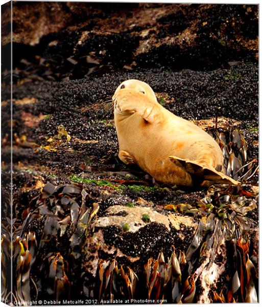 I can see you Mr Seal Canvas Print by Debbie Metcalfe