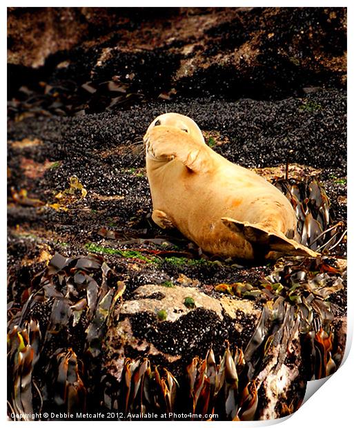 I can see you Mr Seal Print by Debbie Metcalfe