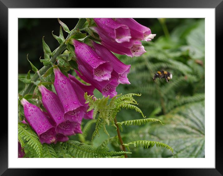 Foxglove and the Bee Framed Mounted Print by David Willoughby