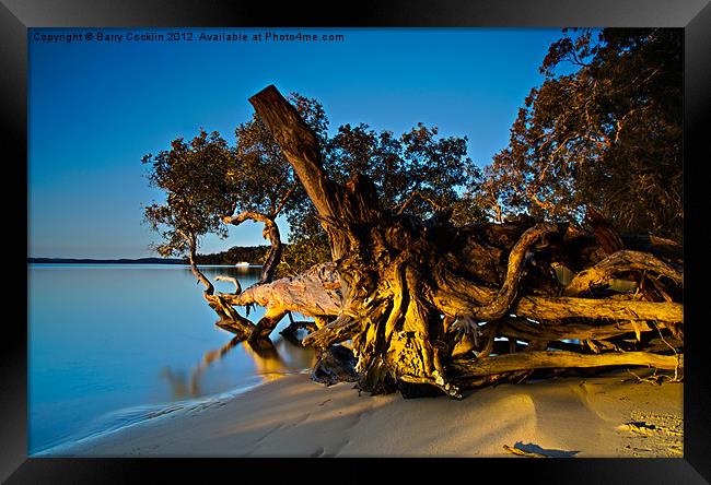 Fallen Giant at Dusk Framed Print by Barry Cocklin