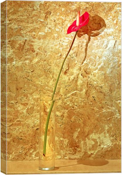 Red single petal tropical flower bud vase Canvas Print by Arfabita  