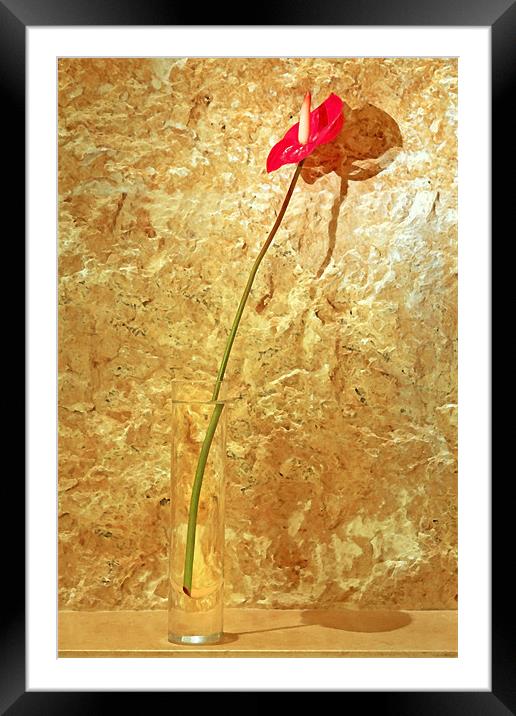 Red single petal tropical flower bud vase Framed Mounted Print by Arfabita  
