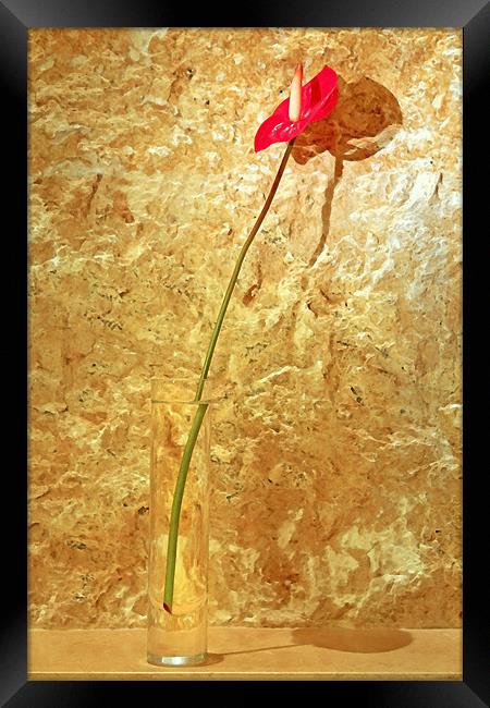 Red single petal tropical flower bud vase Framed Print by Arfabita  