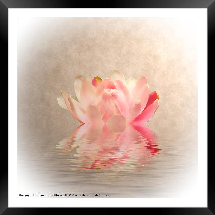 Waterlily Framed Mounted Print by Sharon Lisa Clarke
