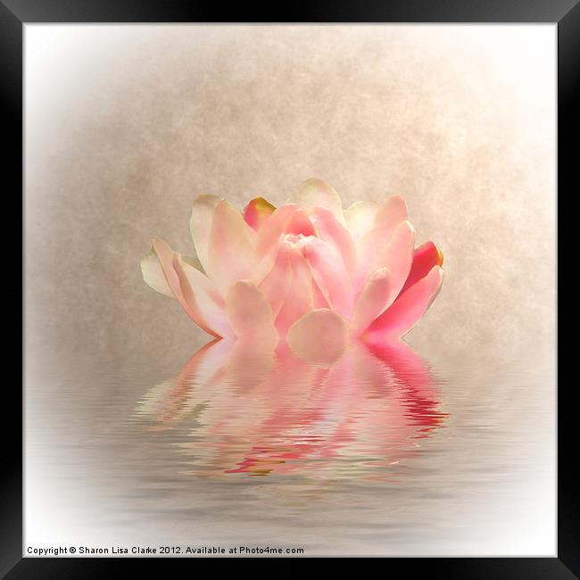 Waterlily Framed Print by Sharon Lisa Clarke