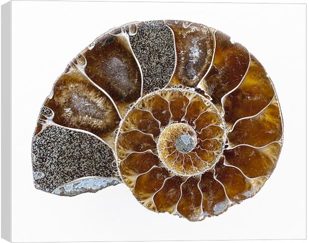 Ammonite Canvas Print by Graham Moore