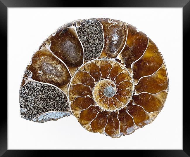Ammonite Framed Print by Graham Moore