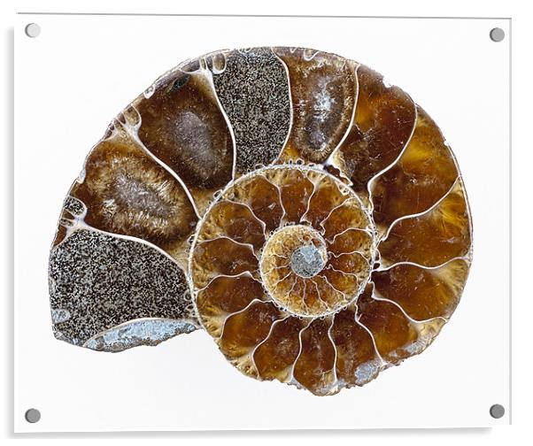 Ammonite Acrylic by Graham Moore