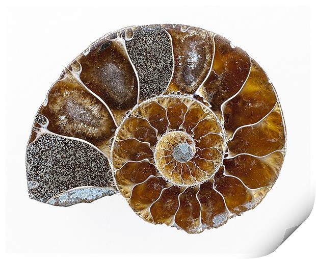 Ammonite Print by Graham Moore