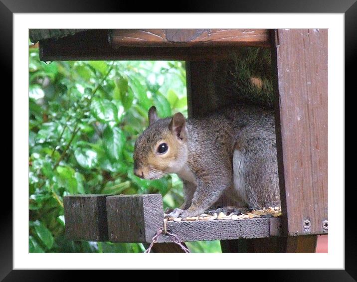 squirrel Framed Mounted Print by TERENCE O'NEILL