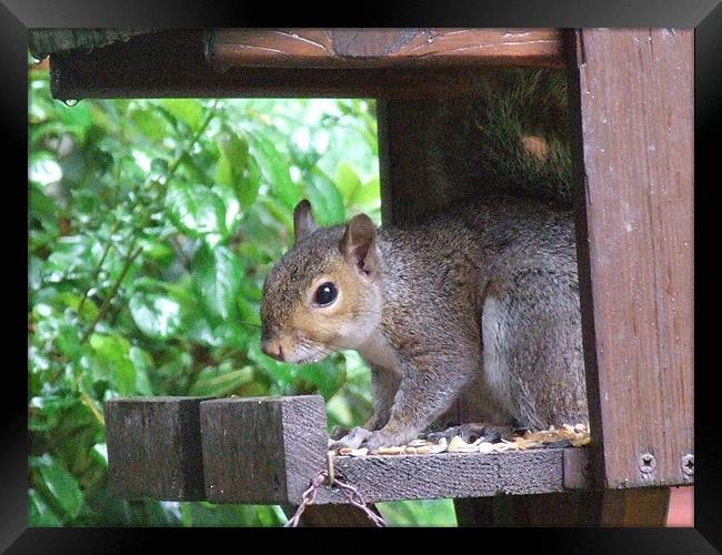 squirrel Framed Print by TERENCE O'NEILL