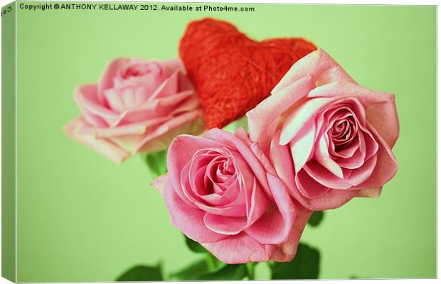PINK VALENTINE ROSES WITH HEART Canvas Print by Anthony Kellaway