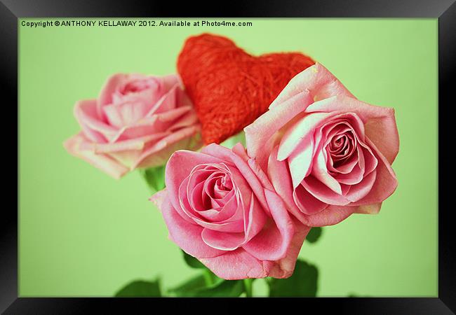 PINK VALENTINE ROSES WITH HEART Framed Print by Anthony Kellaway