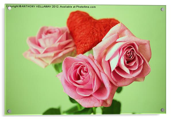 PINK VALENTINE ROSES WITH HEART Acrylic by Anthony Kellaway