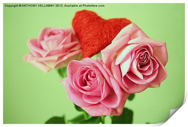PINK VALENTINE ROSES WITH HEART Print by Anthony Kellaway