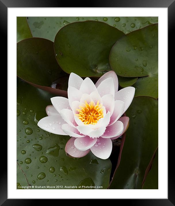 Water lily Framed Mounted Print by Graham Moore